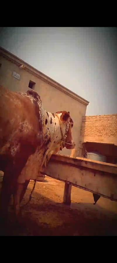 bull sale