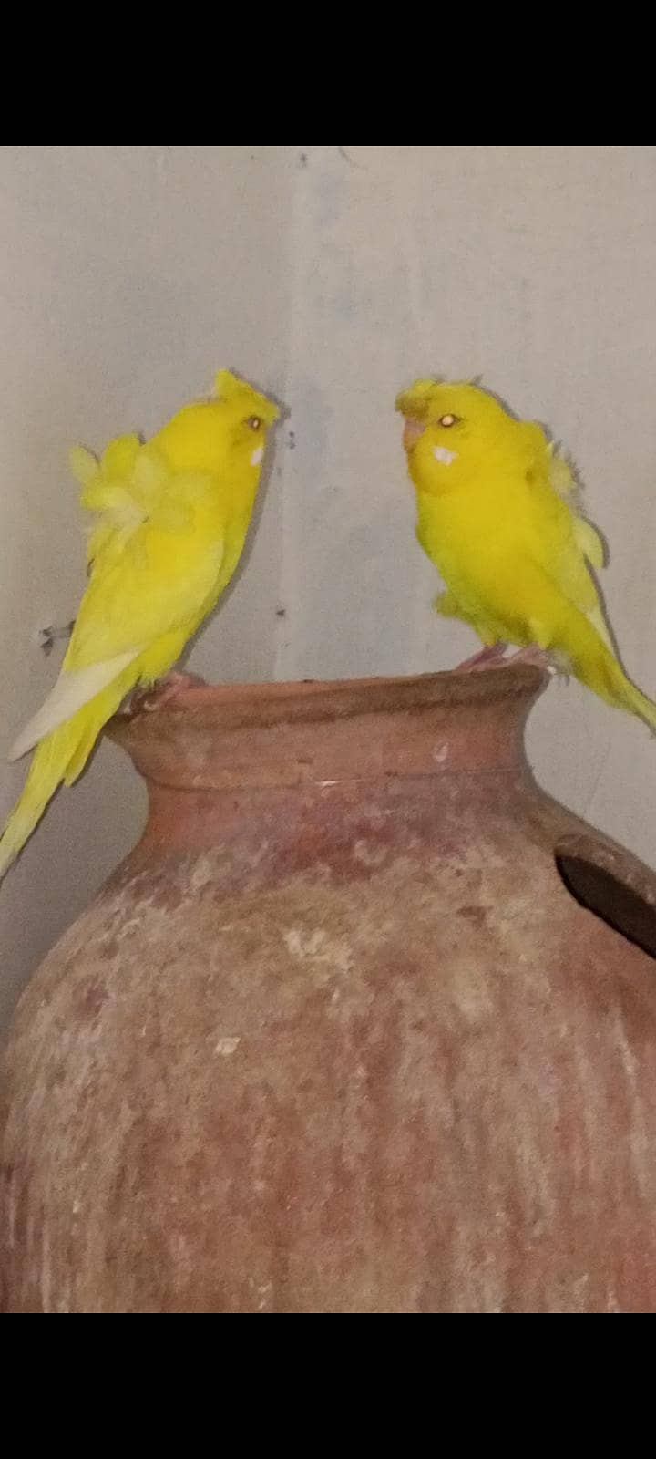 black wings pair 1