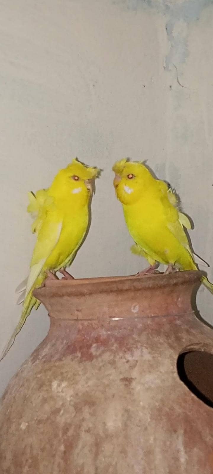 black wings pair 3