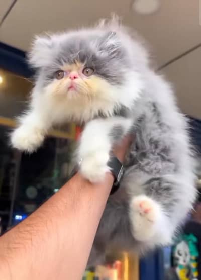Persian cat for my sale my Watsap Number 0346*4645653