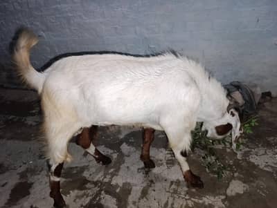 Eid bakra