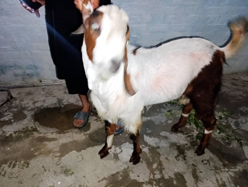 Eid bakra 1