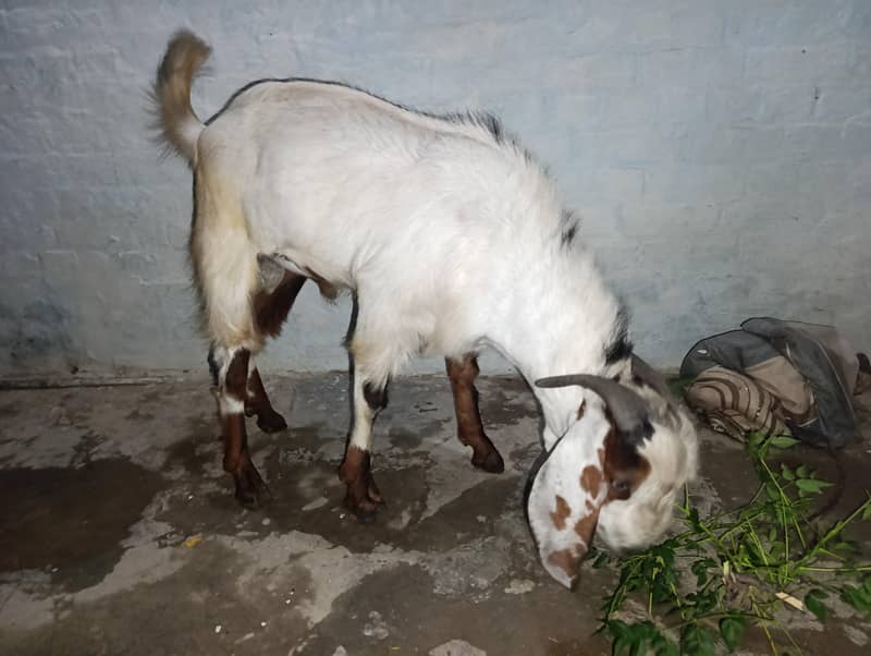 Eid bakra 2