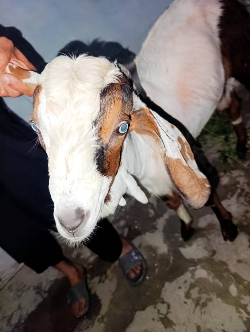 Eid bakra 3