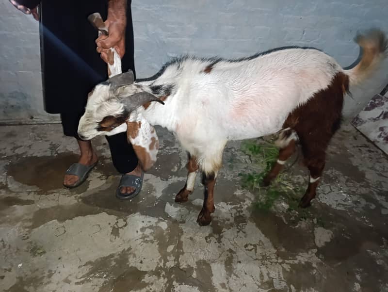 Eid bakra 4