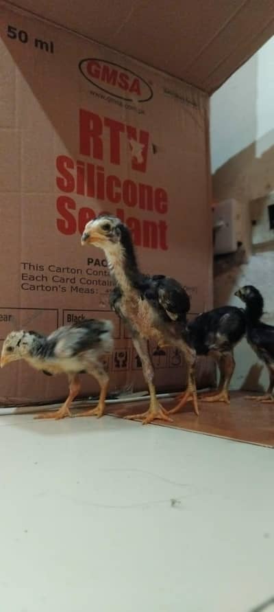 Pure Black German shamo chicks for sale
