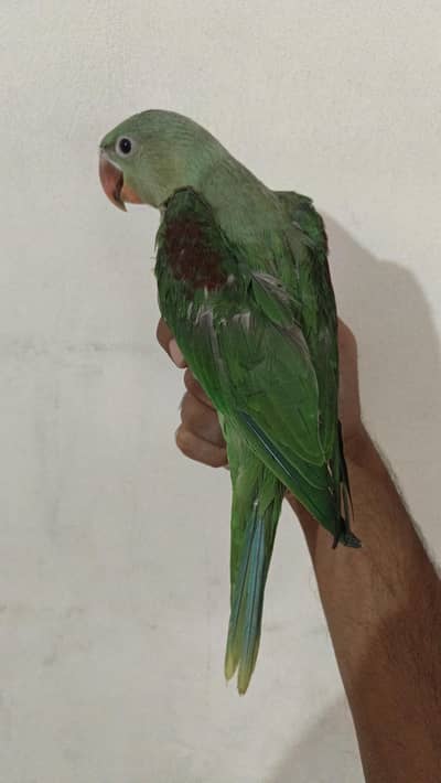 Raw parrots coverd chiks Available