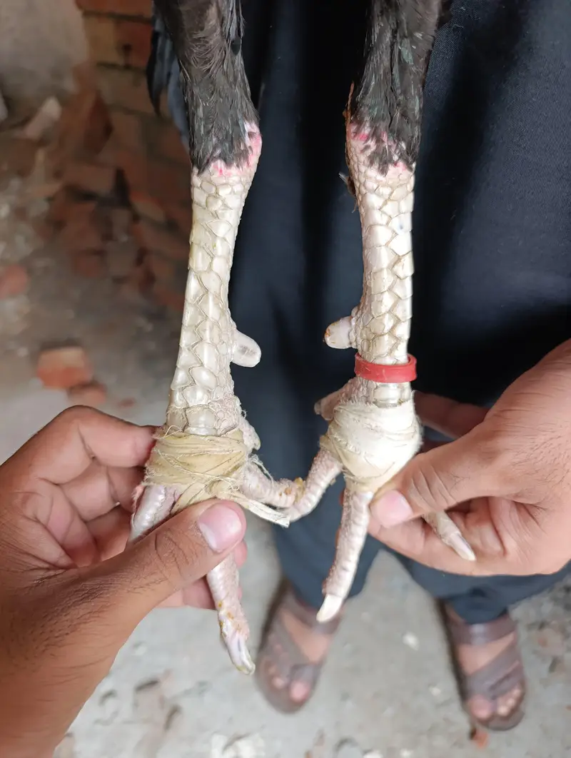 Hight Quality Long hight Mushka — photo 2