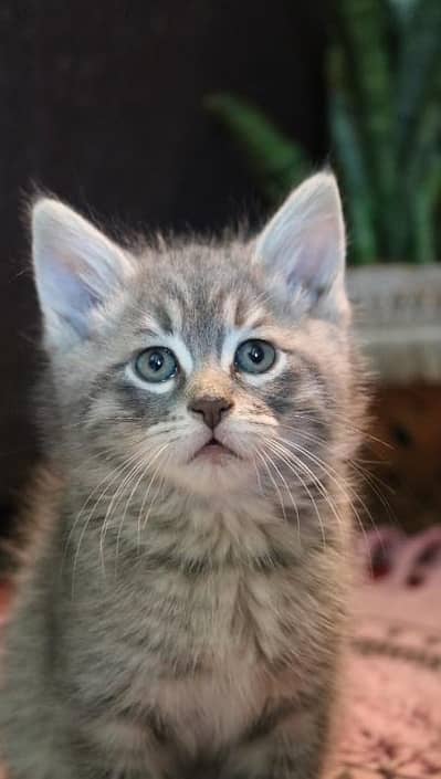 russian blue kitten