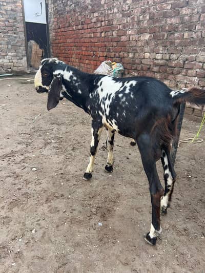 male goat tedi for sale