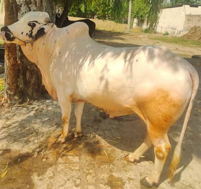 Qurbani Bulls