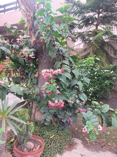 bleeding heart vine/ cane palm/Sanseveria/ agave