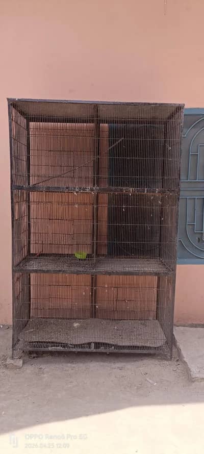 Raw Parrots | Lovebirds | Cocktail | Conure Chicks | Birds For Sale