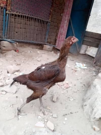 aseel thi female