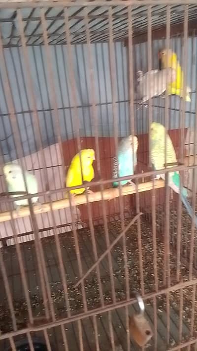 Lovebirds & budgies breeder pair for sell 0312/496/21/95 call or watsp