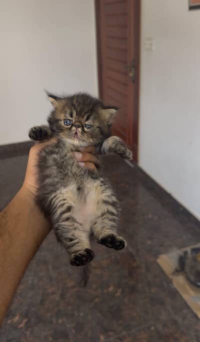 Persian Punch pikki face triple coat cat Kitten
