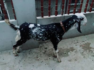 Dasi bakray for Qurbani