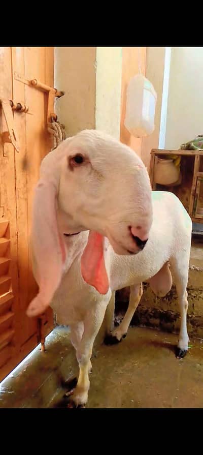 laadkana dumba for sale qurbani 2026