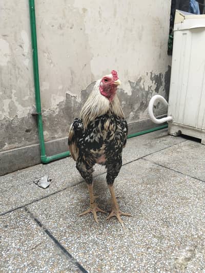 pure quality aseel home breeder