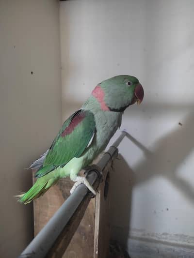 Kashmiri parrot