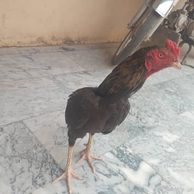 Aseel morga for sell