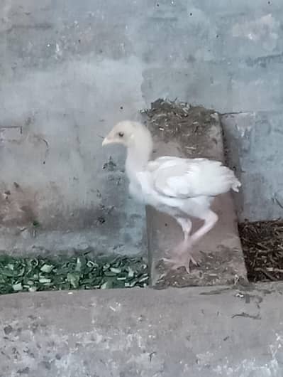 Hera aseel patha pair