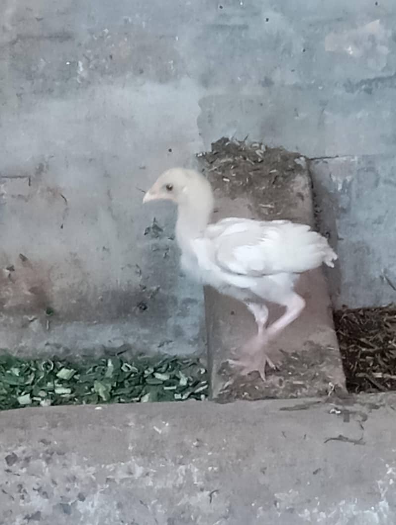 Hera aseel patha pair 0