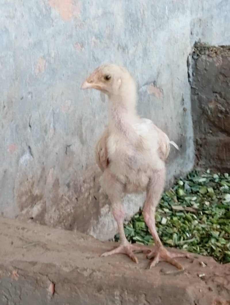 Hera aseel patha pair 3