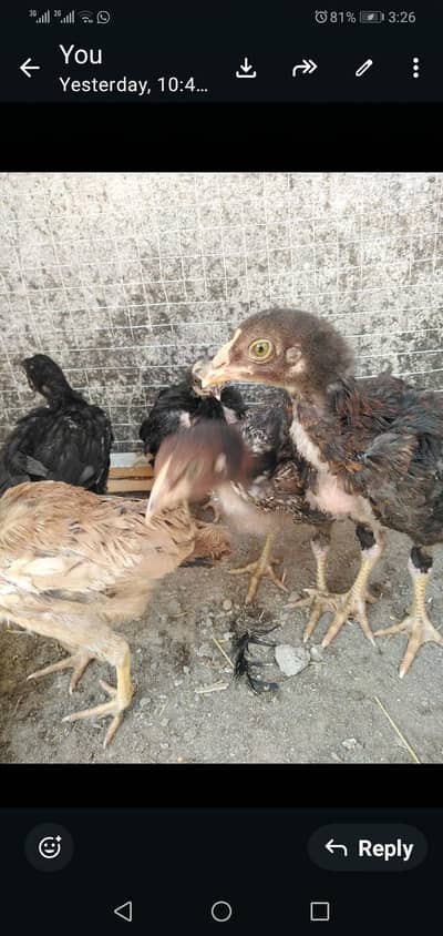 Aseel chicks and Desi murghian