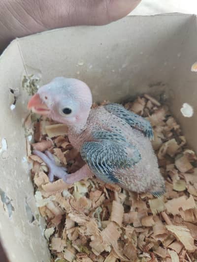 green parrot rinceck