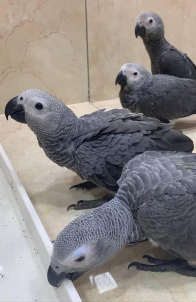 African grey parrot chicks for sale 03215248765