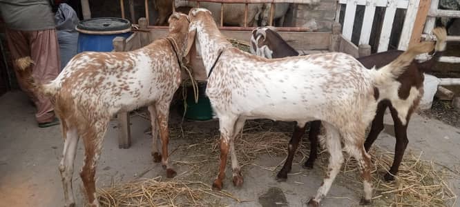 qurbani k bakry