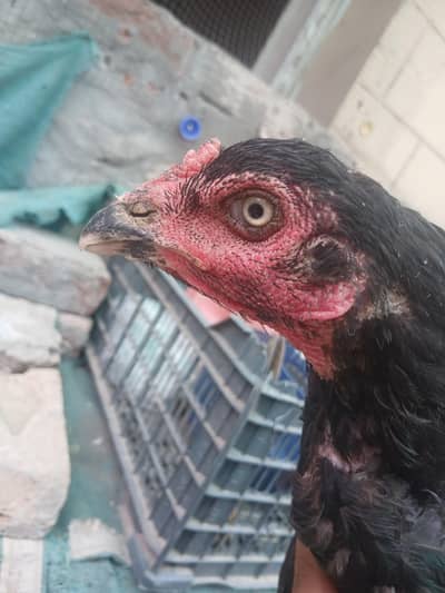 best quality aseel hen urgent sale