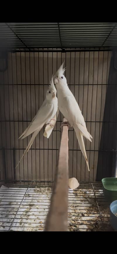 Eno Cocktail king size breeder pair