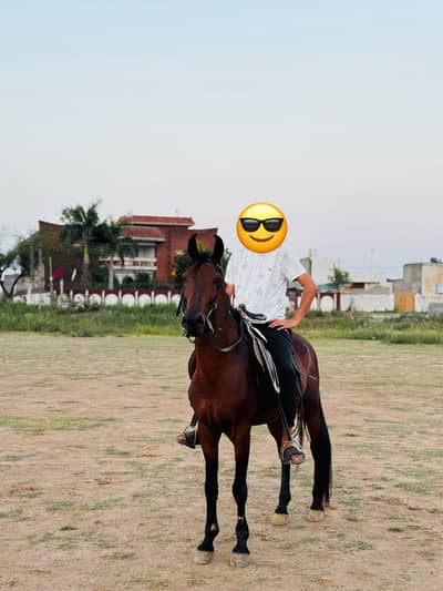 Premium Qamait Horse – 60+ Height | Active & Friendly beautiful