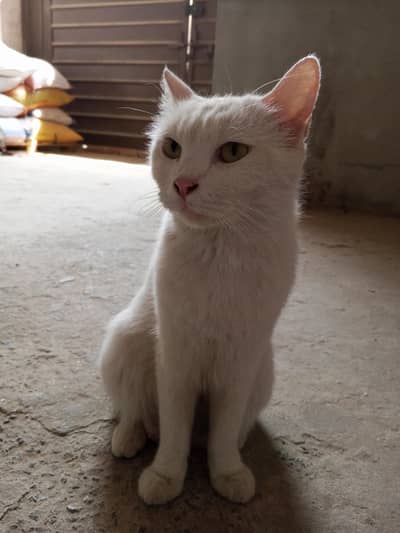 White Persian Shorthair female cat, vaccinated