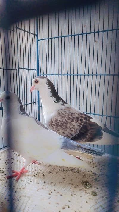 fancy pigeons pier