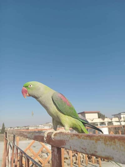 Talking Raw male  main tota wali poem parta ha