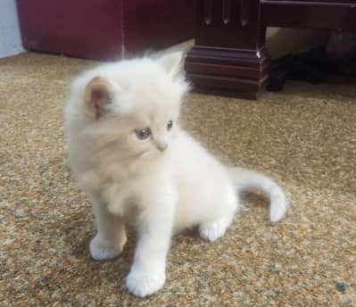 Persian kittens for sale