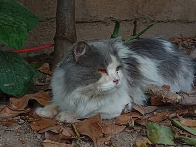 White & Grey 3-triple coat Persian