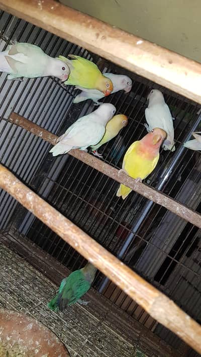 mix lovebirds