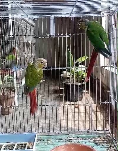 Pineapple conure and Yellowsided conure