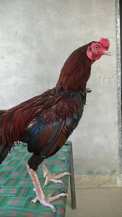 aseel roaster