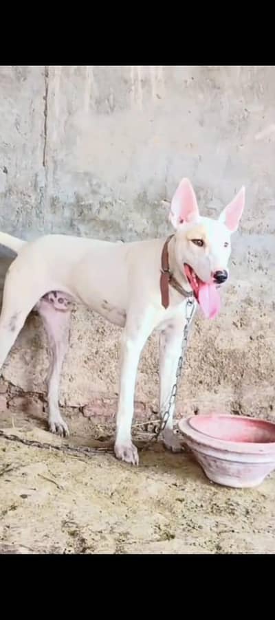 gultiar male for sale young age for sale is number per 03290608033