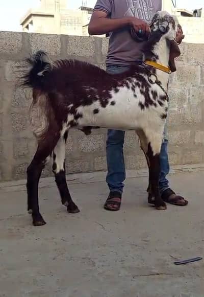 bissar male