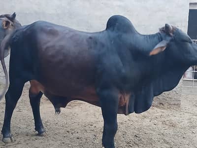 wachy for Qurbani/ Bachray (young bulls) for Qurbani 2026