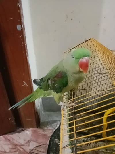 Green parrot | hand tame Parrot | Talking parrot