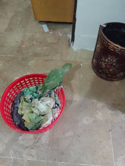 ringneck baby parrot khi home breed for sale