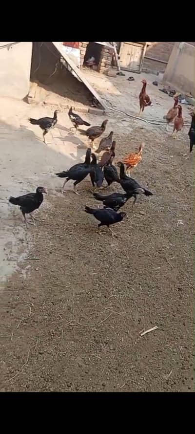 pure aseel home breed active  video available