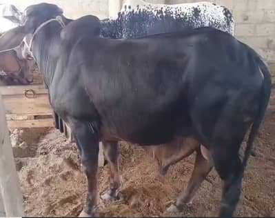 Qurbani Animals for seell
